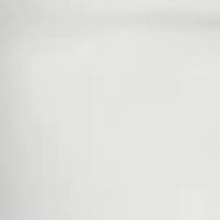 Lark Ankle Bootcut || Milky White